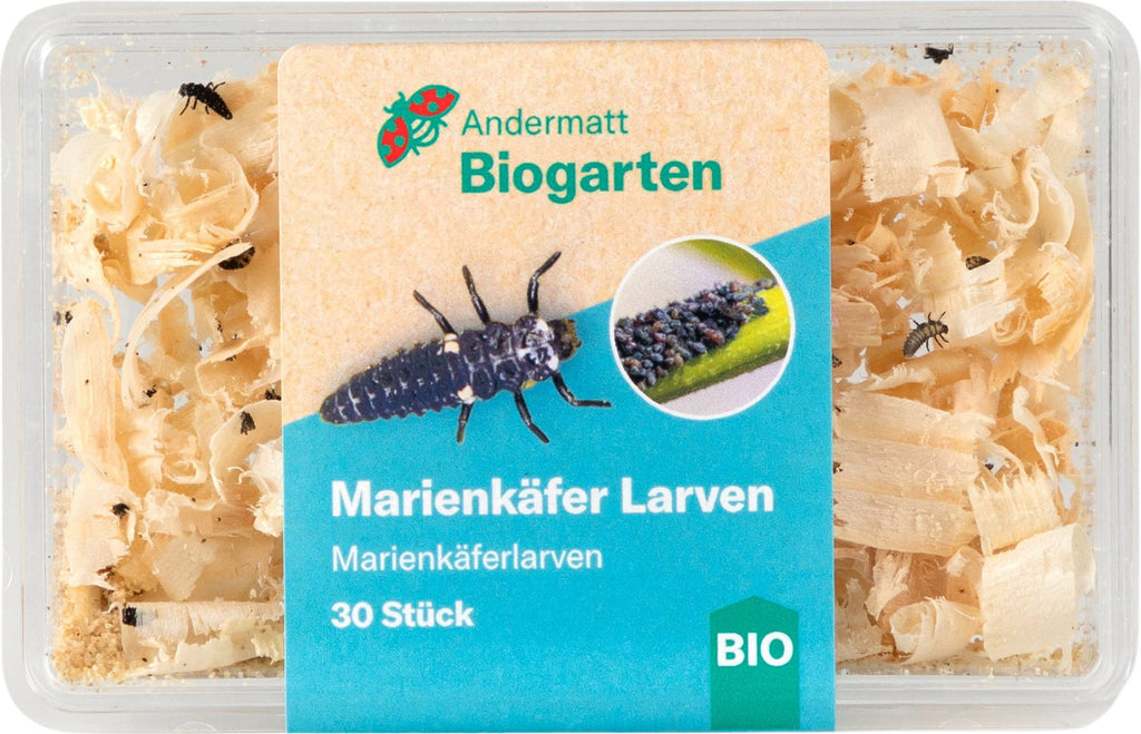  Marienkäfer Larven, 30 Stück