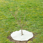  Mulchscheibe, ∅ 25 Cm