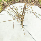  Mulchscheiben, ∅ 25 Cm