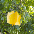  Rebell Amarillo Kreuzfallen - Set