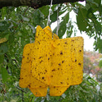  Rebell Amarillo Kreuzfallen - Set