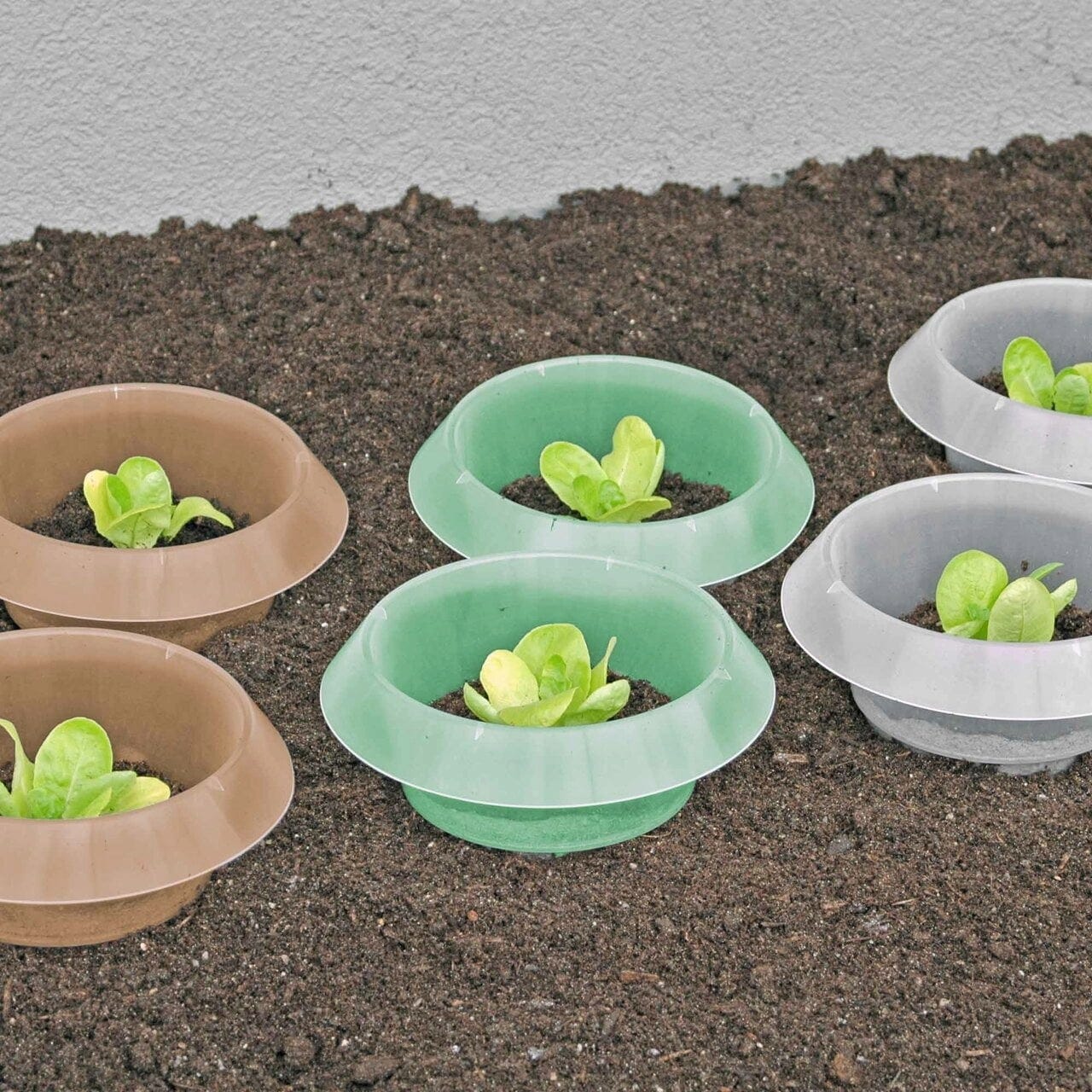  SchneckenStopp PP - 12er Set, Transparent