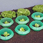  SchneckenStopp PP - 12er Set, Transparent
