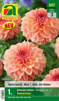  Blumenzwiebel, Dahlie Schmuck Sebastian