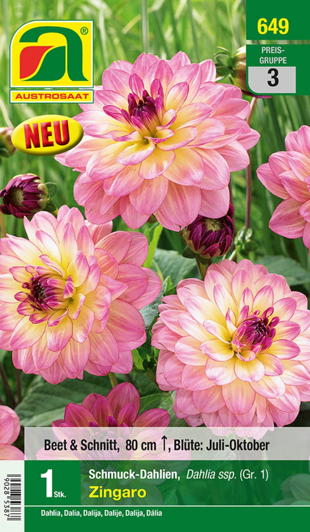  Blumenzwiebel, Dahlie Schmuck Zingaro