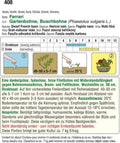  Buschbohne "Ferrari"