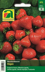  Monatserdbeeren "Rügen"