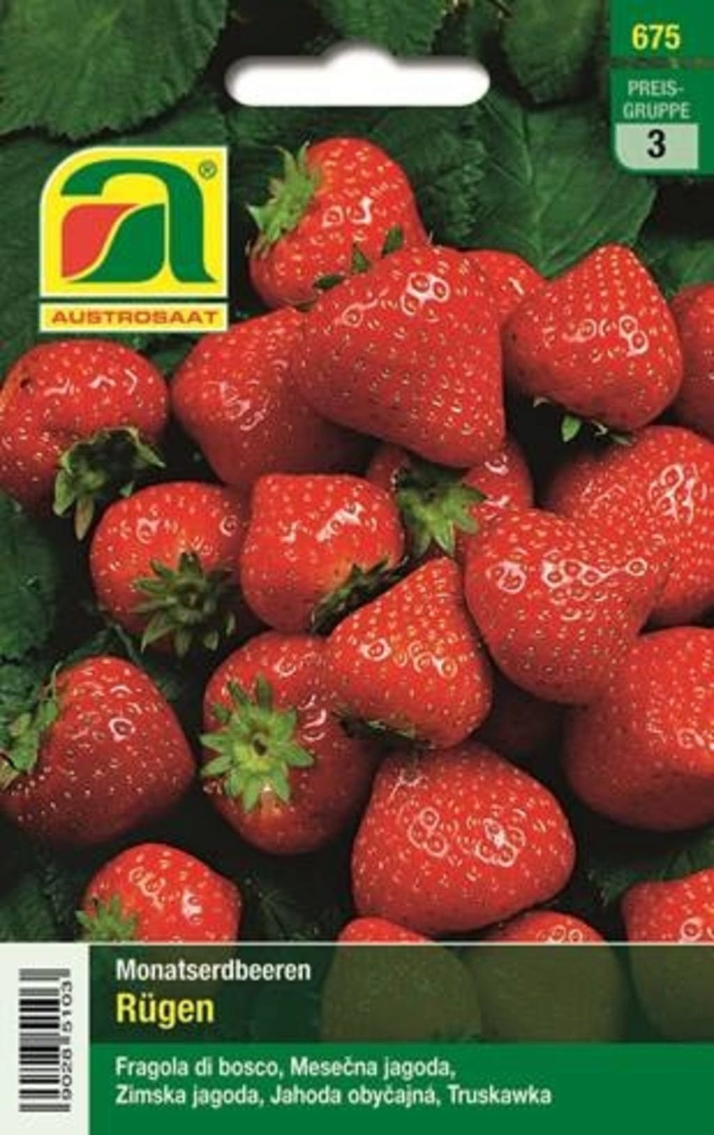  Monatserdbeeren "Rügen"