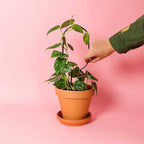  Rankhilfe "Mini Plant Stake" - Schwarz, Hoop
