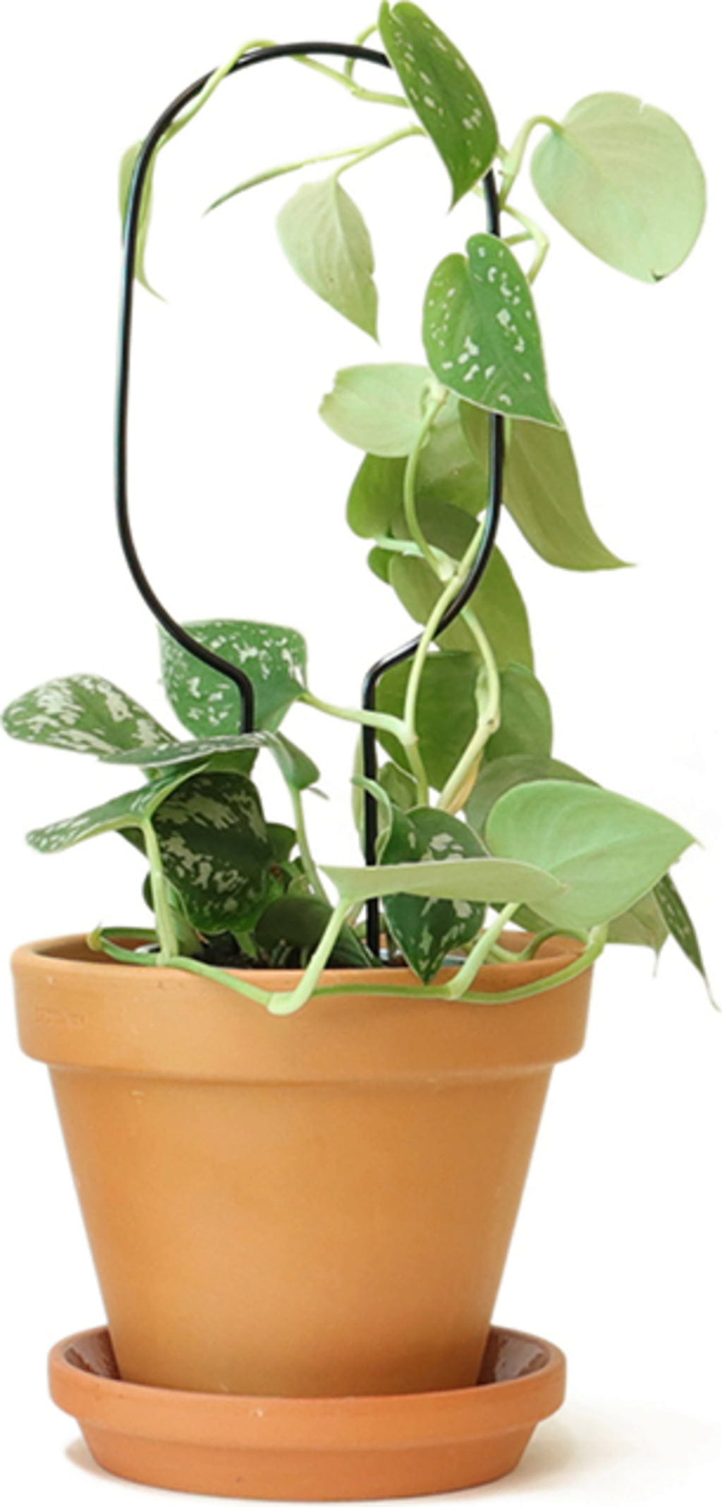  Rankhilfe "Mini Plant Stake" - Schwarz, Hoop