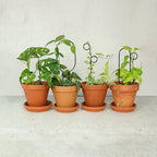  Rankhilfe "Mini Plant Stake" - Schwarz, Hoop