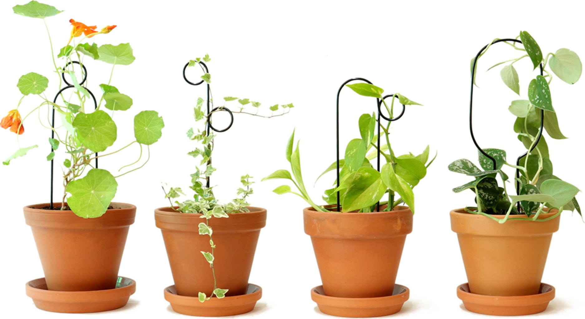  Rankhilfe "Mini Plant Stake" - Schwarz, Hoop