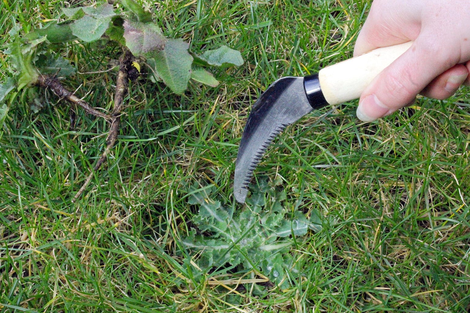  Gezacktes Unkrautmesser
