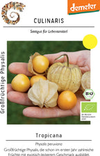  Bio Großfrüchtige Physalis Tropicana
