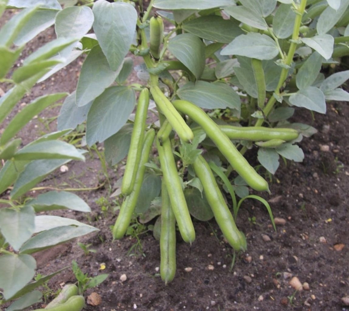  Dicke Bohne "Ratio", 75 G