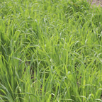  Gründünger Sandhafer, 50 G