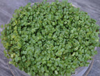  Keimsprossen "Brokkoli", 25 G