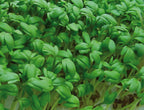  Keimsprossen "Kresse", 50 G
