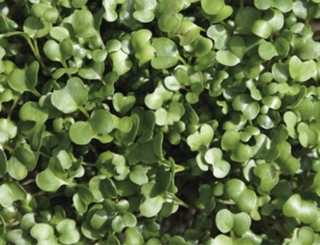  Keimsprossen "Rucola", 30 G