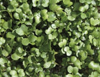  Keimsprossen "Rucola", 30 G