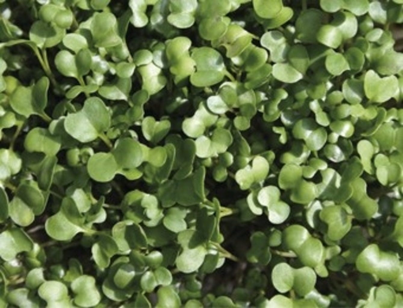  Keimsprossen "Rucola", 30 G
