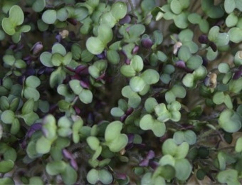  Keimsprossen "Senfsaat", 50 G