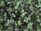  Keimsprossen "Senfsaat", 50 G