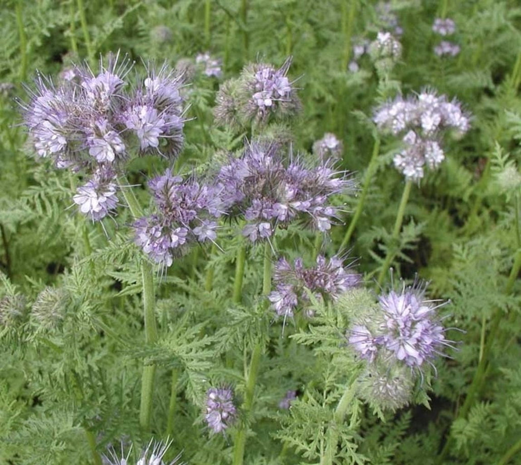  Phacelia, 50 G