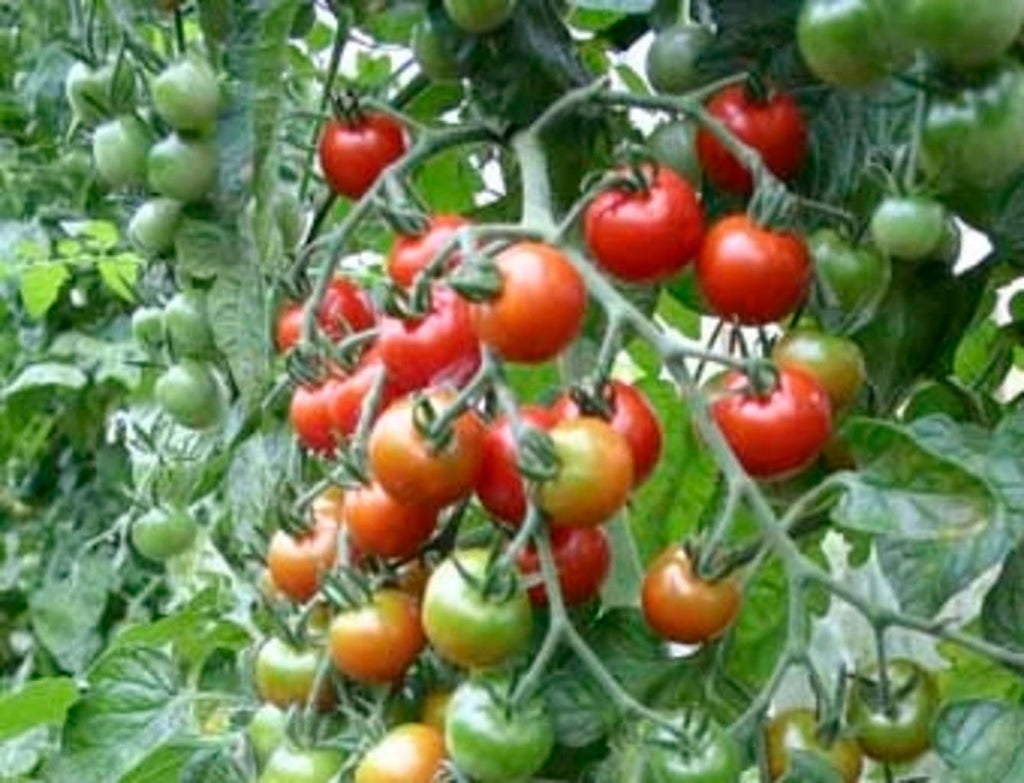  Rote Cocktailtomate "Zuckertraube", 0,30 G