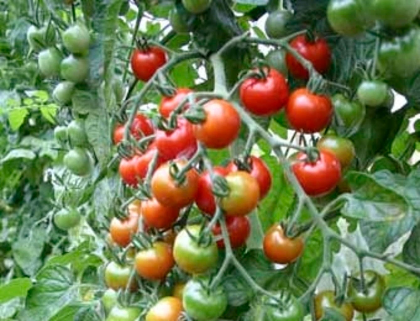  Rote Cocktailtomate "Zuckertraube", 0,30 G