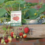  Erdbeere "Tubby Red"