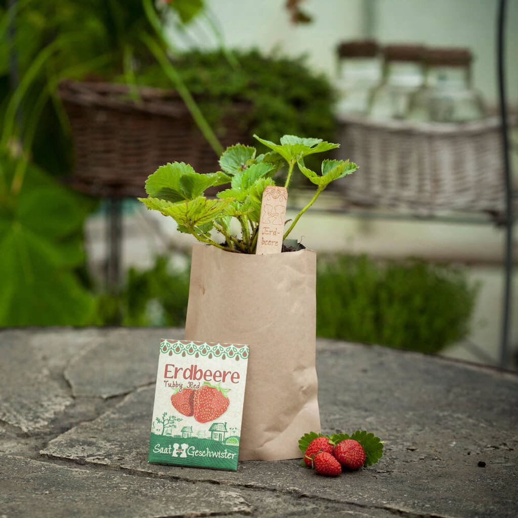  Minigarten Erdbeere "Tubby Red"