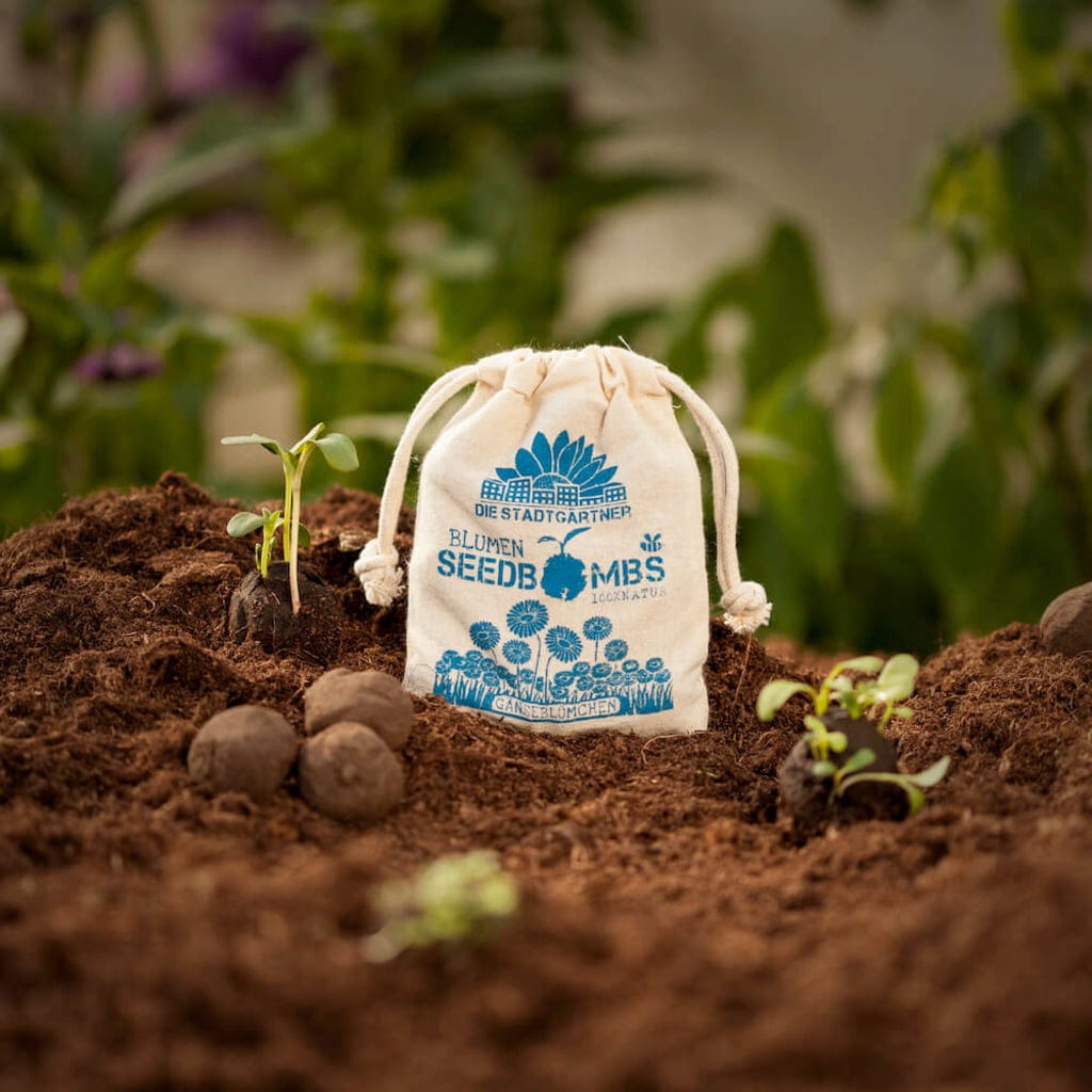  Samenbomben "Gänseblümchen", 8 Stück