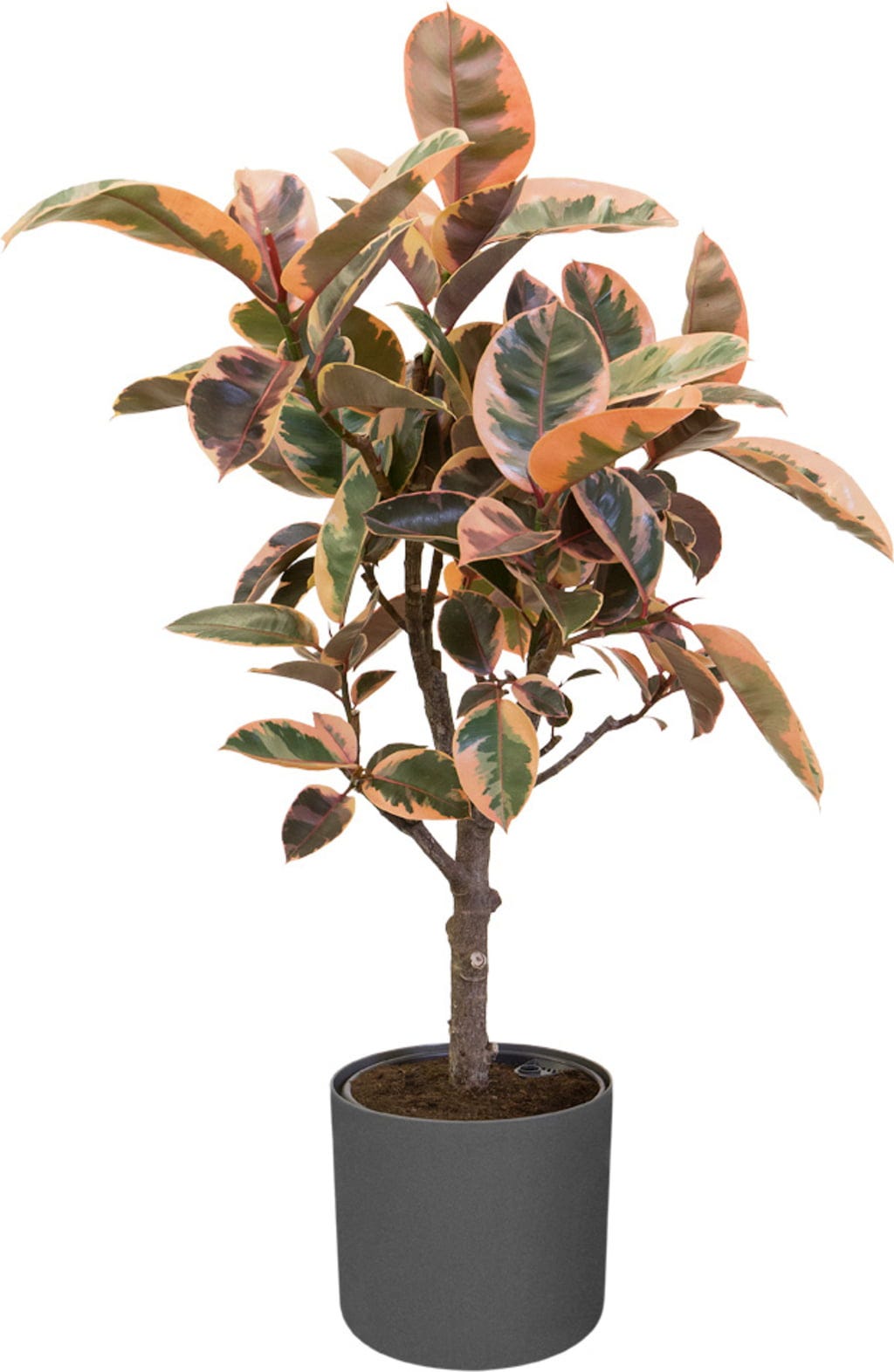 Elho B.for Soft Rund Anthrazit, Ø 22 Cm