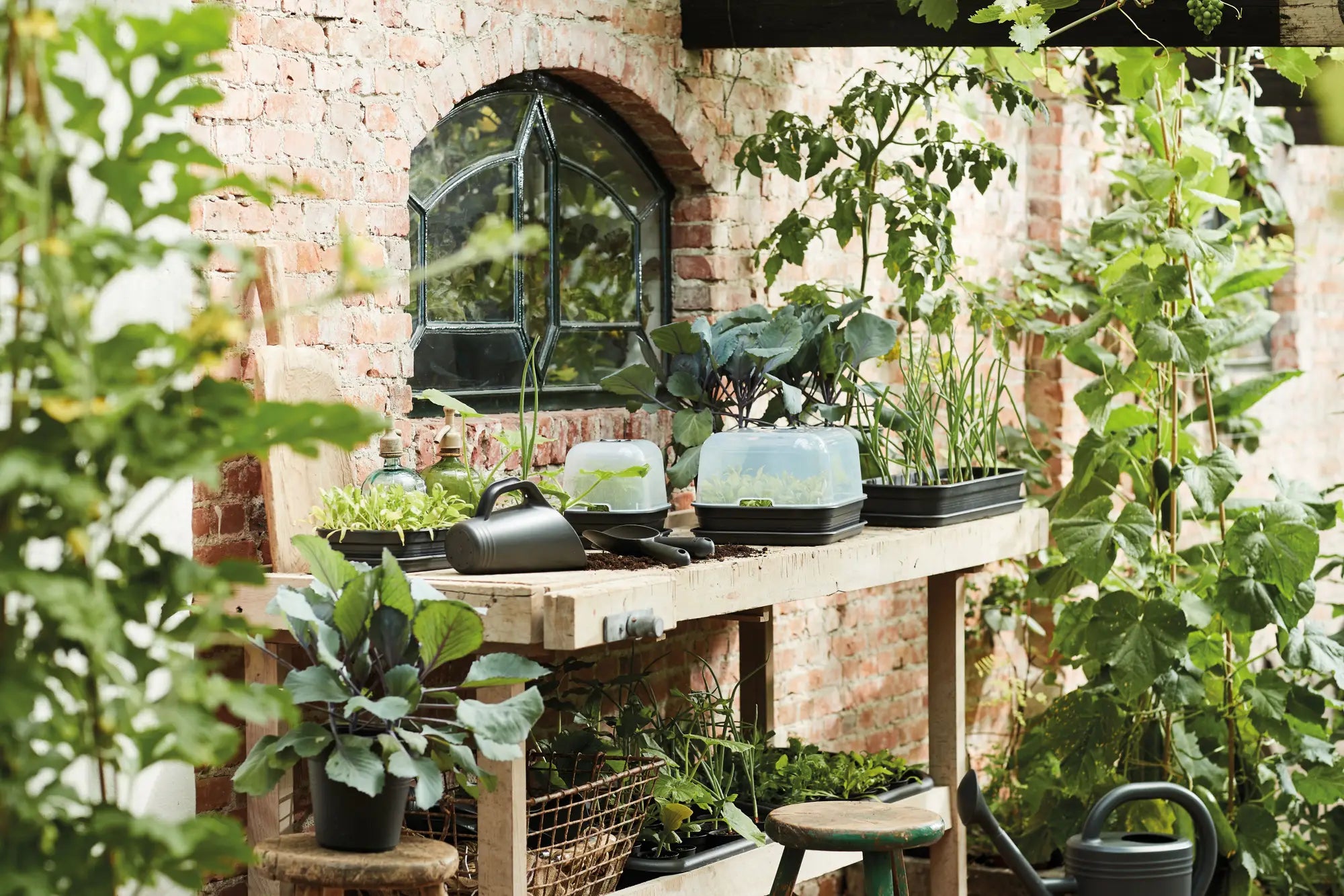 Elho Green Basics Anzucht-Untersetzer M, Lebhaft Schwarz