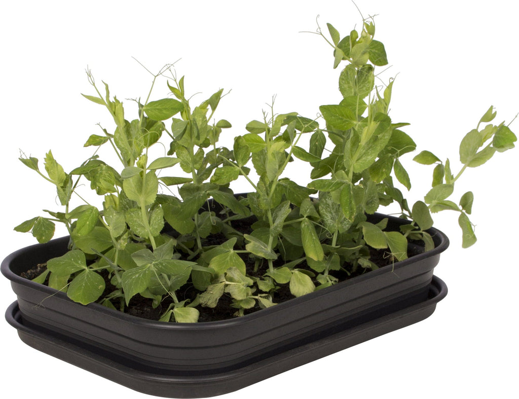 Elho Green Basics Anzuchthaus-Set M