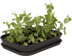 Elho Green Basics Anzuchthaus-Set M