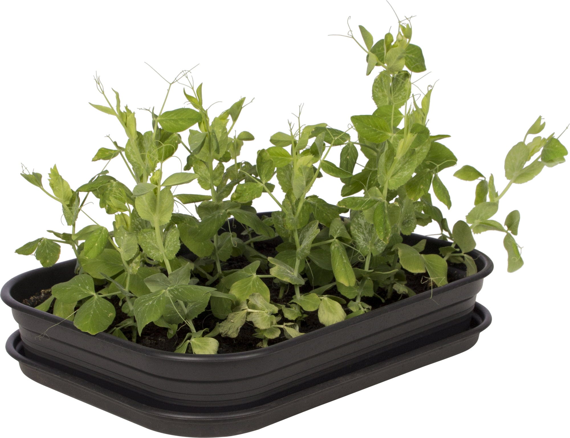 Elho Green Basics Anzuchthaus-Set M