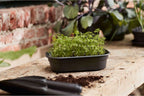 Elho Green Basics Anzuchtschale S, Lebhaft Schwarz