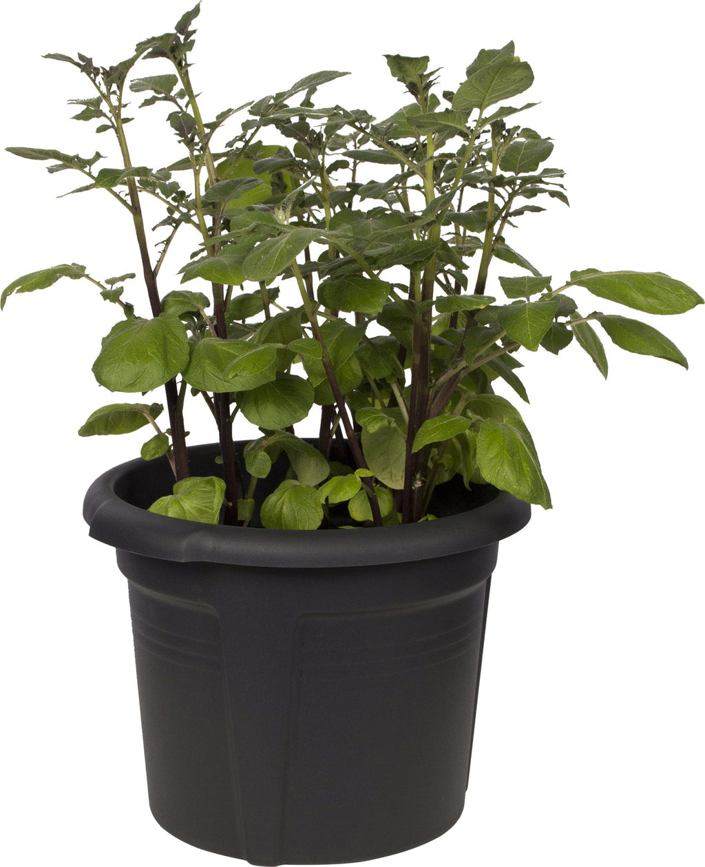 Elho Green Basics Kartoffeltopf 33 Cm, Schwarz