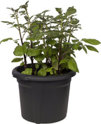 Elho Green Basics Kartoffeltopf 33 Cm, Schwarz