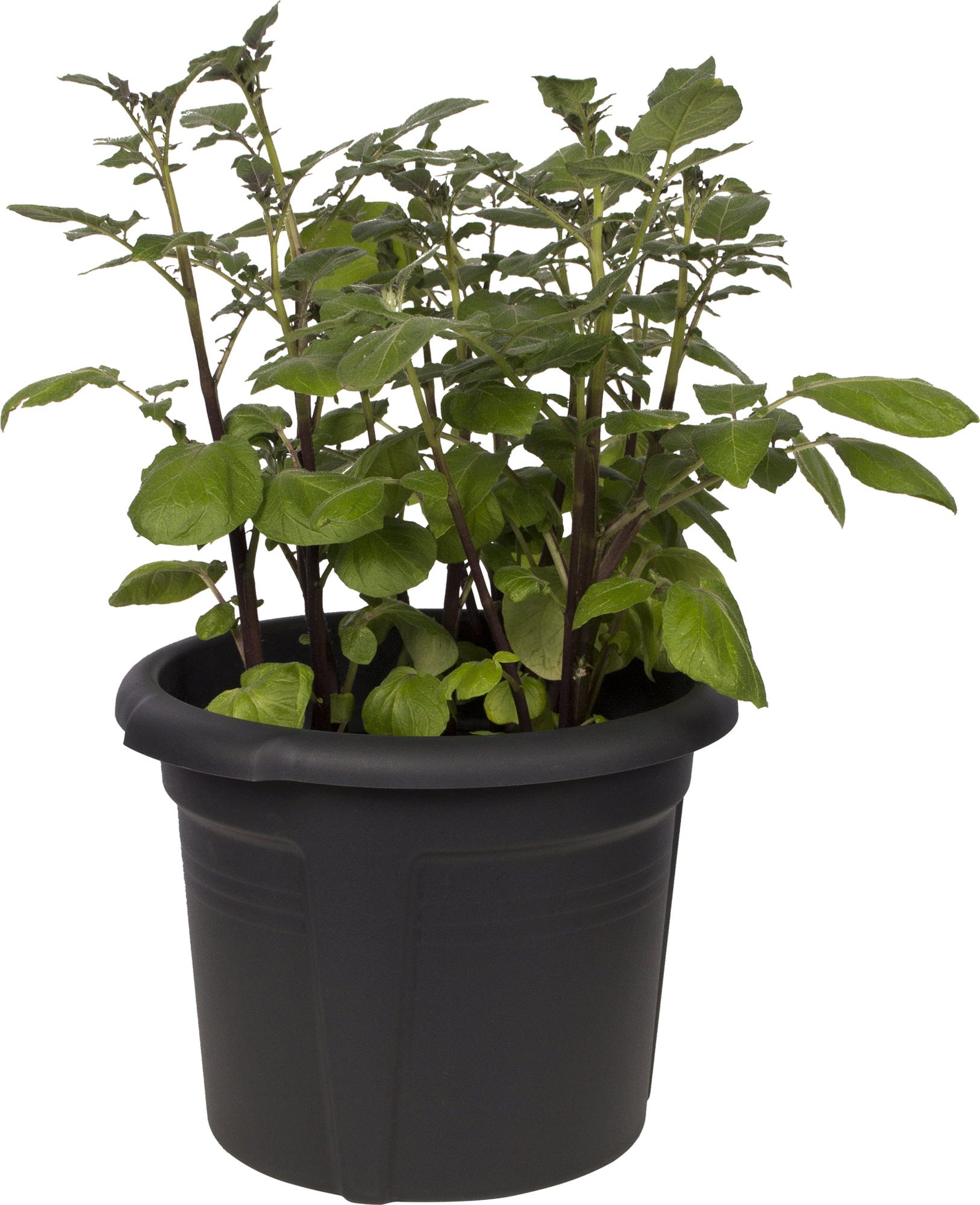 Elho Green Basics Kartoffeltopf 33 Cm, Schwarz
