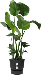 Elho Greenville Topf Rund 47 Cm, Lebhaft Schwarz