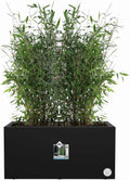 Elho Pflanzkasten Vivo Next Lang - 60 Cm, Living Schwarz