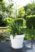 Elho Universal-Untersetzer "transparent", 28 Cm