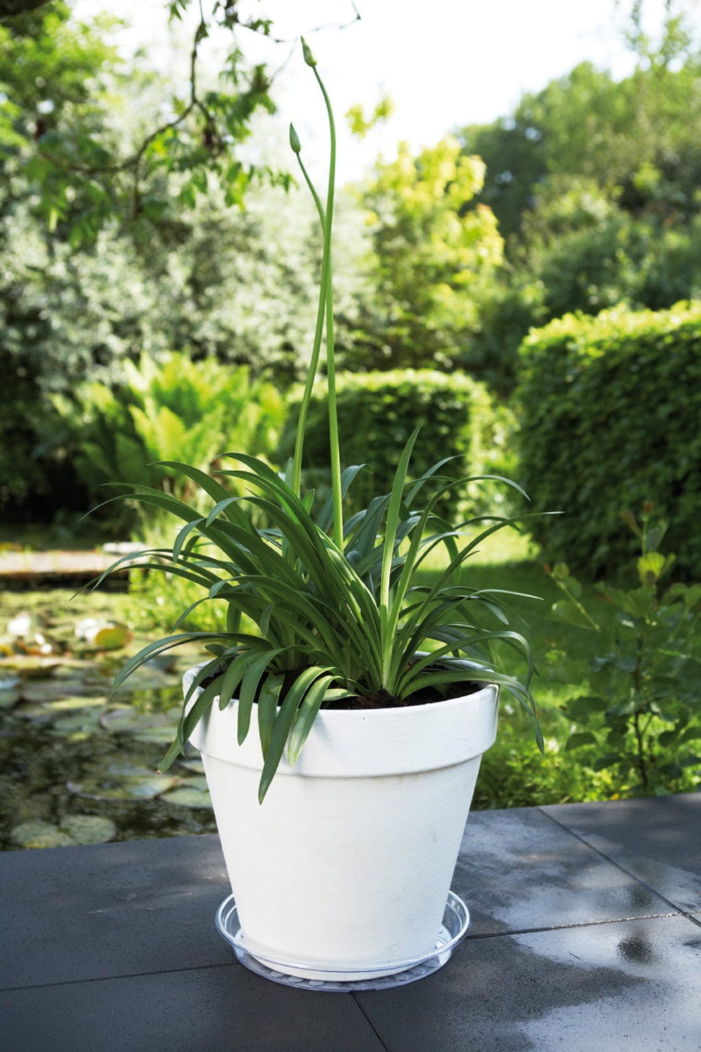 Elho Universal-Untersetzer "transparent", 28 Cm