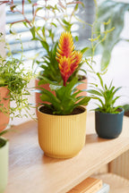 Elho Vibes Fold Rund 16 Cm, Sorbet Grün