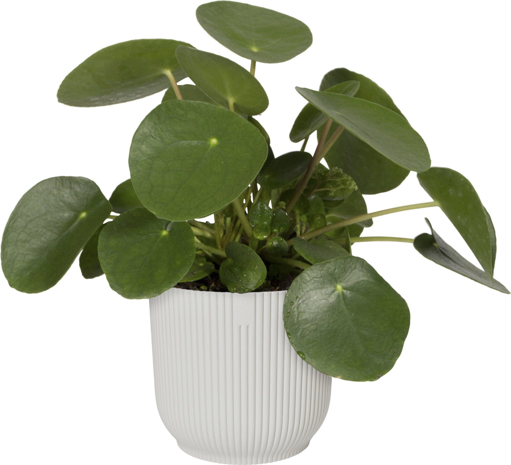 Elho Vibes Fold Rund 14 Cm, Seidenweiß