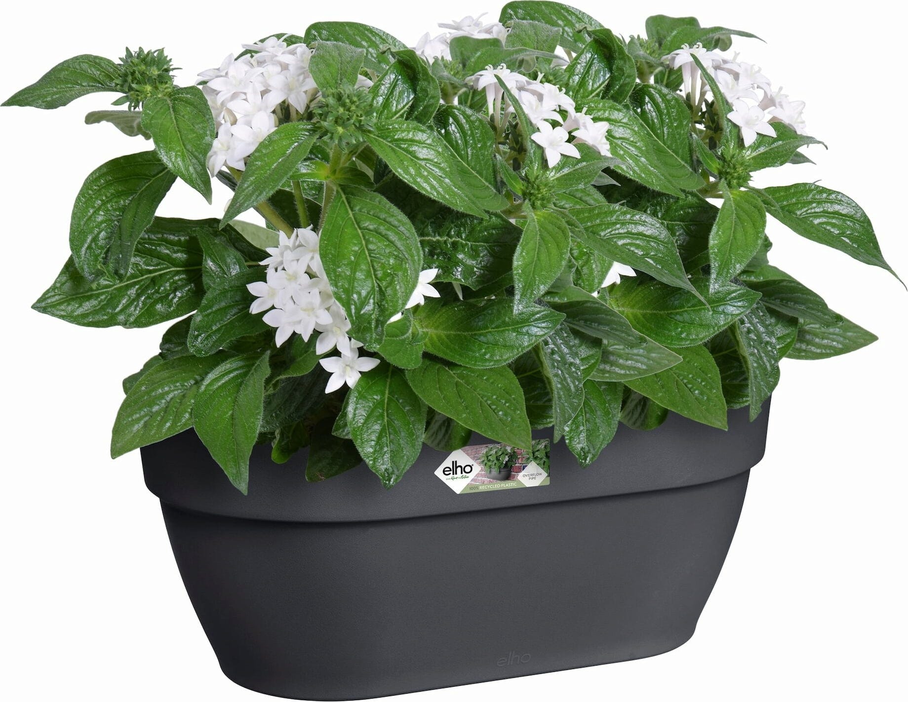 Elho Vibia Campana Wandampel 35 Cm, Anthrazit