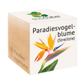  Ecocube "Paradiesvogelblume"